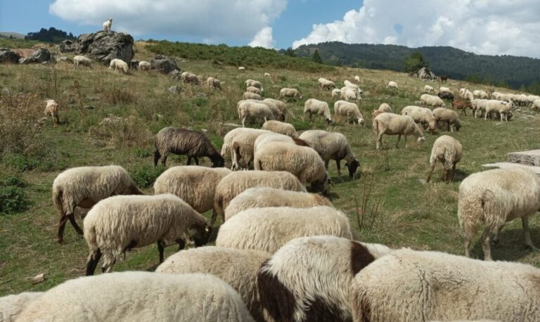 sheep