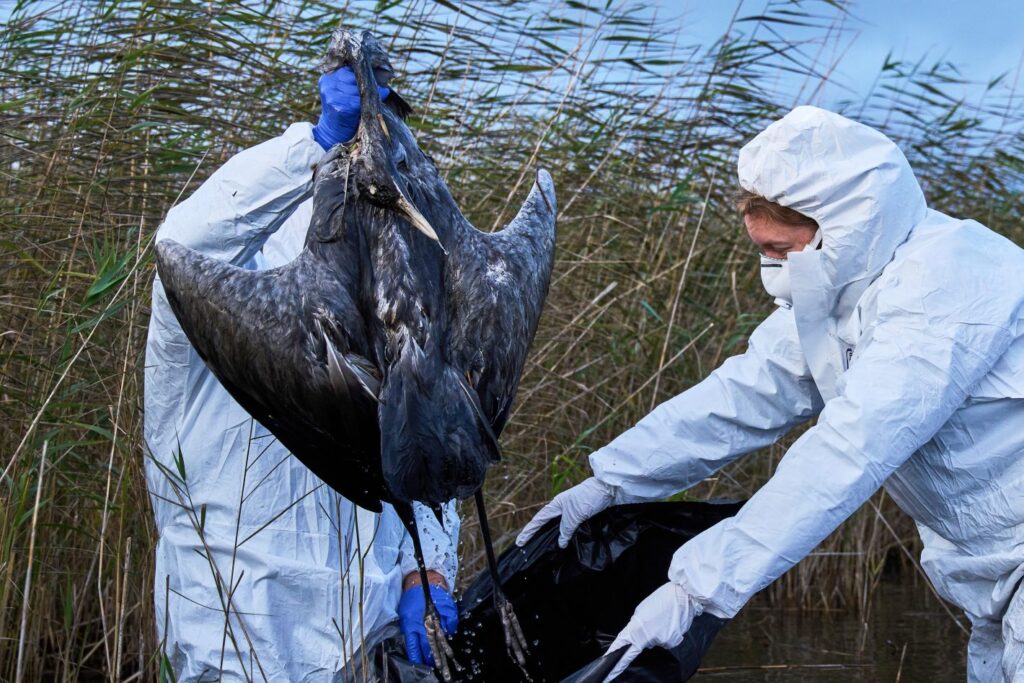 bird flu